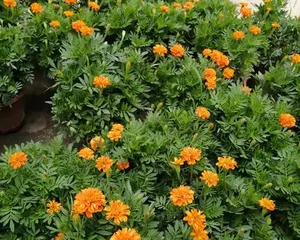 Detailed Explanation of the Flowering Cycle of Marigolds (Understanding the Flowering Time and Characteristics of Marigolds to Create the Most Beautiful Courtyard)
