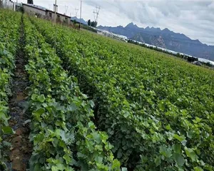 Choose the appropriate month to plant grape seedlings (mastering grape cultivation time to help with a bountiful harvest)