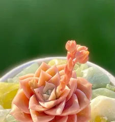 Winter Protection for Delicate Roses (Will They Freeze to Death in Winter?)