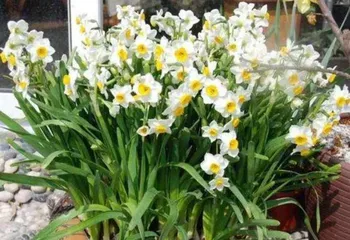 How long does the Narcissus bloom? (Spring flower appreciation, why does the flowering period of Narcissus vary?)