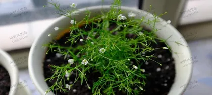 The best sowing time for满天星 seeds (how to choose the right time to make满天星 grow healthier)