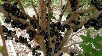Discover the mysterious veil of the most valuable variety of Jaboticaba (The strange story and collectible value of the most valuable variety of Jaboticaba)