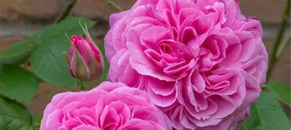 A Guide to Flower Plant Care for Hypertension Patients (Choosing Suitable Flower Plants to Aid Hypertension Recovery)