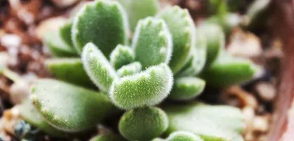 How to choose the right pot for your熊童子？（7 types of pots for healthy growth of your熊童子）