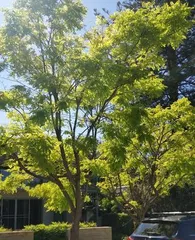 What kind of trees are suitable for planting by the water's edge? (Creating ecological green belts for river and lake banks)