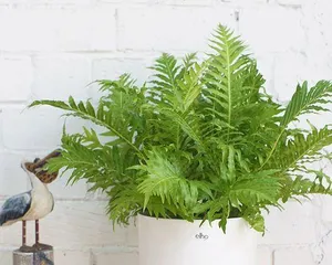 The Types and Care of Potted Ferns (Creating an Indoor Forest to Make Your Home Greener)