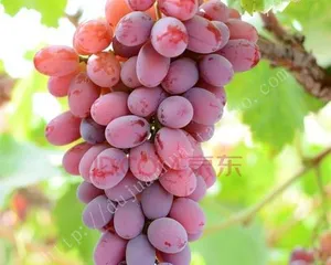 Explore the Season of Riesling Ripeness (Understanding the Ripening Cycle of Riesling and Related Knowledge to Create Delicious and Flavorful Wines)