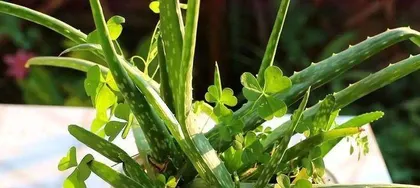 How to properly repot and repot aloe vera? (Detailed steps and precautions to make your aloe vera healthier)