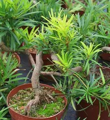 Bonsai Care Tips for Podocarpus (Understand Podocarpus' Preferences to Make It Grow More Vigorously)