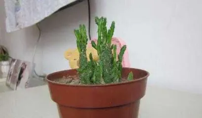 Cactus Care Tips for Caterpillar Cactus (How to Grow Caterpillar Cactus Tall and Big)