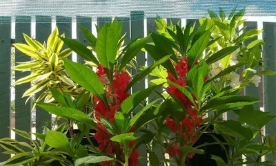 The Cultivation and Care of Impatiens (Understand Impatiens, Make Flower Growing Easy)