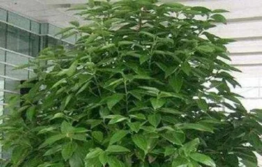 The Secret to the Fast Growth of Fortune Trees (Choose the Right Watering Method to Help Fortune Trees Thrive)