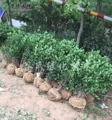 The courtyard is planted with holly — adding green elements to create a comfortable space (planting and maintenance of holly)