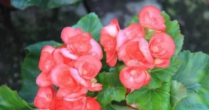 Four Seasons Begonia Summer Care Guide (How to Keep Your Four Seasons Begonia Thriving in Summer)