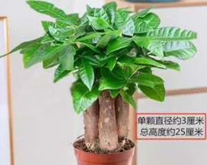 Turn of Fortune – A Miraculous Turn in the Plant World (Exploring the Amazing Mechanisms of运转 in the Plant World)