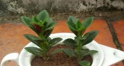 How to Water String of Hearts Correctly? Essential Knowledge for Watering Time, Watering Methods, and Daily Care!