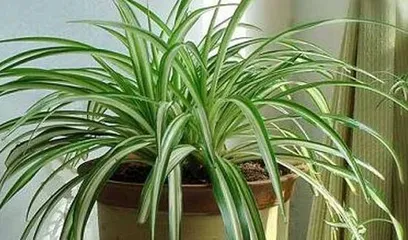 How to care for Golden Edge Chlorophytum to make it grow vigorously? (Creating a green home, paying attention to the details of plant growth)