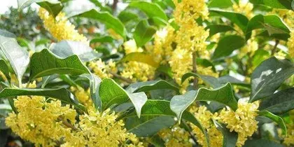 The Wonderful Aspects of Four-Season Osmanthus—Blooming in Winter (Characteristics and Cultivation Methods of Four-Season Osmanthus)