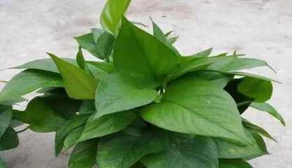 Is ivy a gymnosperm? (Exploring the biological classification and characteristics of ivy)