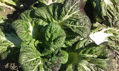 Detailed Explanation of Tsukemori's Planting Time and Methods (When is the best time to plant? How to plant for a bountiful harvest?)