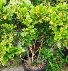 How to water Chinese fringe tree reasonably (Timing and methods of watering Chinese fringe tree)