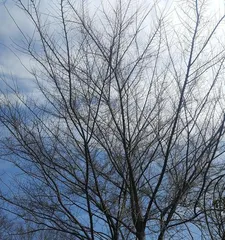Trees with falling leaves in winter (the beauty of yellowing and the cycle of life)