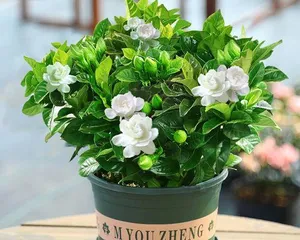 Flower plants suitable for planting in student classrooms (creating a green living environment for students)