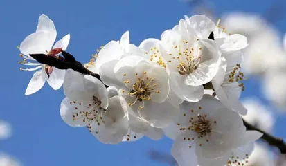 Detailed Explanation of the Blossoming Time of Apricot Flowers (Beauty of Spring Scenery)