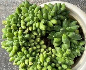 How to properly pot and care for the Japanese Juniper?(Potting time and care methods for the Japanese Juniper)1