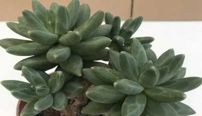 How to properly pot and care for the Japanese Juniper?(Potting time and care methods for the Japanese Juniper)2