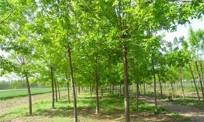 What is the white wax rod tree? Where is it distributed? (Exploring the ecological characteristics and resource utilization of the white wax rod)