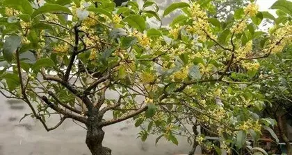 How to Water Scientifically to Let Your Osmanthus Tree Grow Healthily (Osmanthus Tree Growth Cycle and Watering Frequency, Scientifically Master Water Management)