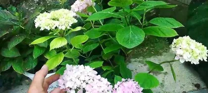 Explore the growth environment and characteristics of Hydrangeas (Ecological Habits and Cultivation Techniques of Hydrangea)