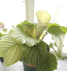 Apple Calathea Care Guide (How to make Apple Calathea thrive?)