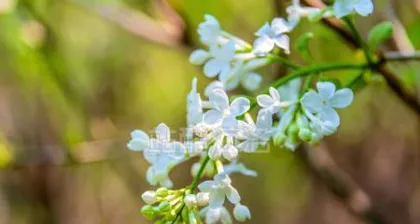 The flowering characteristics of white lilac (How many times does white lilac bloom in a year? The growth environment and propagation methods of white lilac)