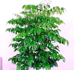 Juniperus chinensis Grafting Techniques (An article detailing the method of grafting Juniperus chinensis)