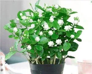 How to repot to make African jasmine easy to survive