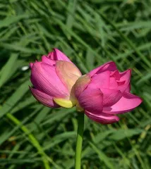 How to Care for Calla Lilies (Essential Skills for Creating a Beautiful Garden)