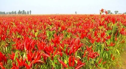 How to increase the yield per mu of bell peppers (How many catties of bell peppers per mu?)