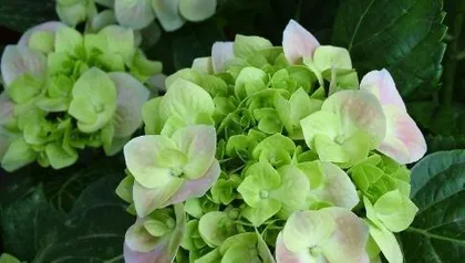 Cultivation methods and precautions for hydrangeas (start building a beautiful garden with hydrangeas)