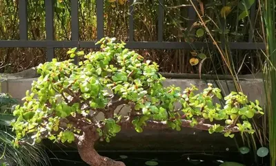 Guide to Planting in Round Pots (Choose the Right Pot to Help Your Flowers Grow Strong)