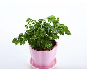 The watering method for the Happy Tree (The secret to the green growth of the Happy Tree)