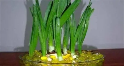 Which method is better for growing hyacinths: hydroponics or soil culture? (Compare the advantages and disadvantages of hydroponics and soil culture, as well as practical operations)