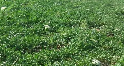 Watermelon Growing Guide: How to Choose Suitable Soil and Water Sources to Cultivate High-Quality Watermelons?