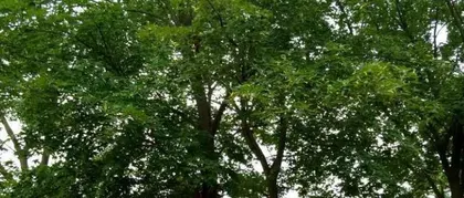 The leaves of the Money Tree are drying up. Teach you how to save it (teach you to identify the cause of wilting and take measures to make the Money Tree regain vitality)