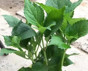 Hydrangea, a perennial herbaceous plant (exploring the growth characteristics, reproductive methods, and application value of hydrangea)