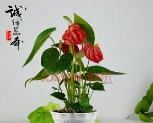 Create Lucky and Auspicious Indoor Plants (Using the Power of Plants to Deliver Happiness and Good Fortune)