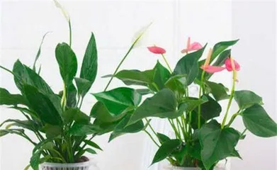 Appreciate the beautiful "Iron Man" plant, create low-cost garden landscapes