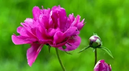 The meaning and symbolism of peony flowers (Unveiling the secrets behind peony flowers, exploring their mysterious flower language)