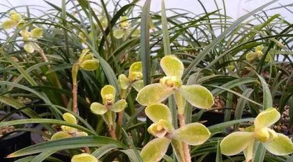 The Amazing Way to Water Orchids—Using Urine to Water Orchids (Eco-friendly and Cost-saving, Promoting Healthy Orchid Growth)